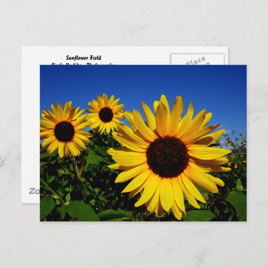 Sonnenblumenfeld Postkarte (Vorne/Hinten)