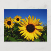 Sonnenblumenfeld Postkarte (Vorderseite)