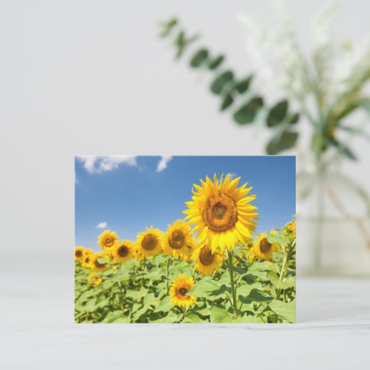 Sonnenblumenfeld Postkarte (Stehend Vorderseite)
