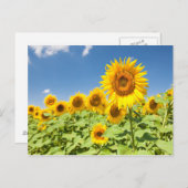 Sonnenblumenfeld Postkarte (Vorne/Hinten)