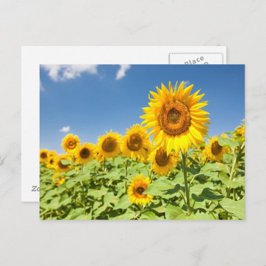 Sonnenblumenfeld Postkarte (Vorne/Hinten)