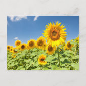 Sonnenblumenfeld Postkarte (Vorderseite)
