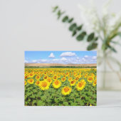 Sonnenblumenfeld Postkarte (Stehend Vorderseite)