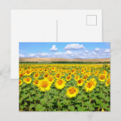 Sonnenblumenfeld Postkarte (Vorne/Hinten)