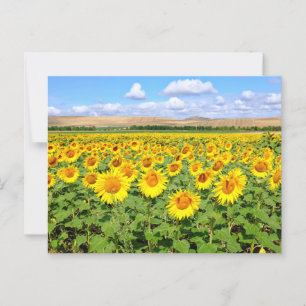 Sonnenblumenfeld Postkarte