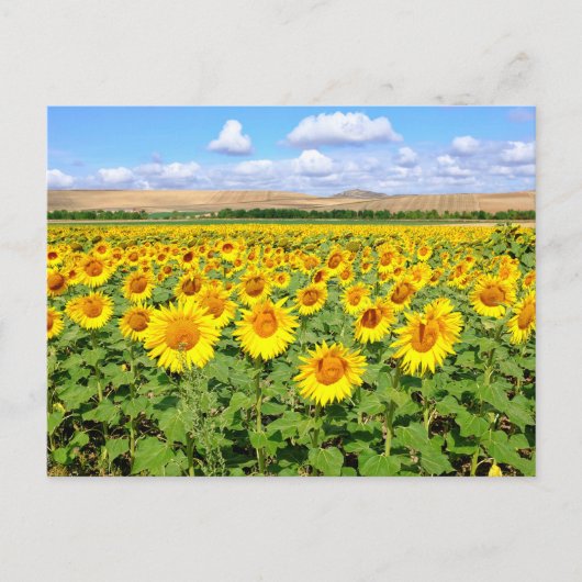 Sonnenblumenfeld Postkarte (Vorderseite)