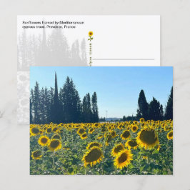 Sonnenblumenfeld, Provence, Frankreich - Postkarte