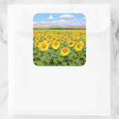Sonnenblumenfeld Quadratischer Aufkleber (Tasche)