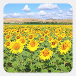 Sonnenblumenfeld Quadratischer Aufkleber