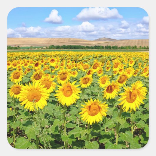 Sonnenblumenfeld Quadratischer Aufkleber (Vorderseite)