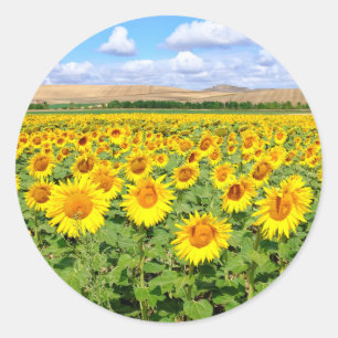 Sonnenblumenfeld Runder Aufkleber