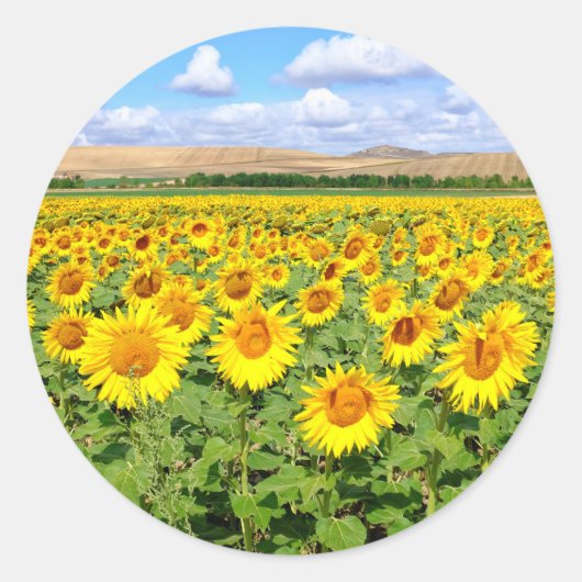 Sonnenblumenfeld Runder Aufkleber (Vorderseite)
