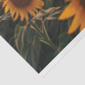 Sonnenblumenfeld Seidenpapier (Ausschnitt)