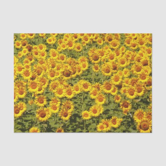 Sonnenblumenfeld Seidenpapier (Vorderseite)