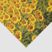 Sonnenblumenfeld Seidenpapier (Ausschnitt)