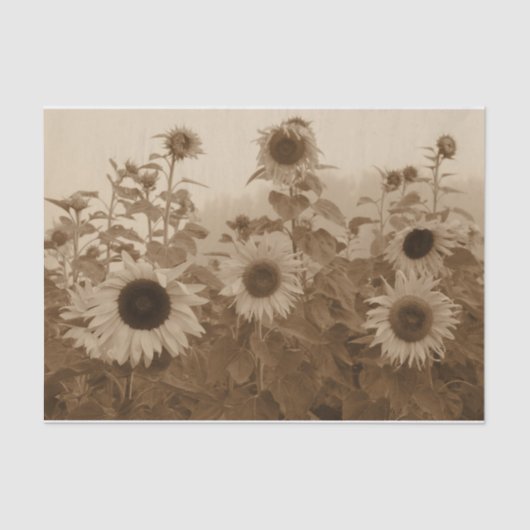 Sonnenblumenfeld Sepia Vintage Kunst Seidenpapier (Vorderseite)