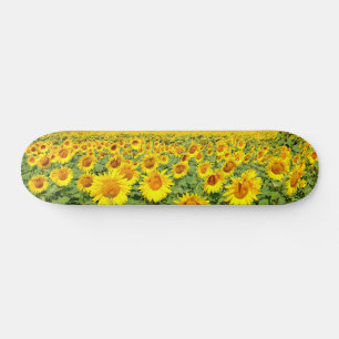 Sonnenblumenfeld Skateboard