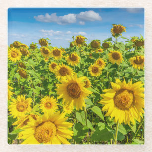 Sonnenblumenfeld, Sommersonntag. Glasuntersetzer