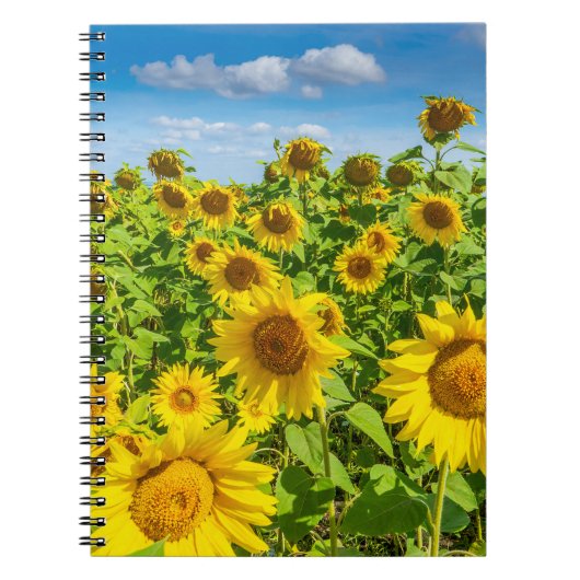 Sonnenblumenfeld, Sommersonntag. Notizblock (Vorderseite)