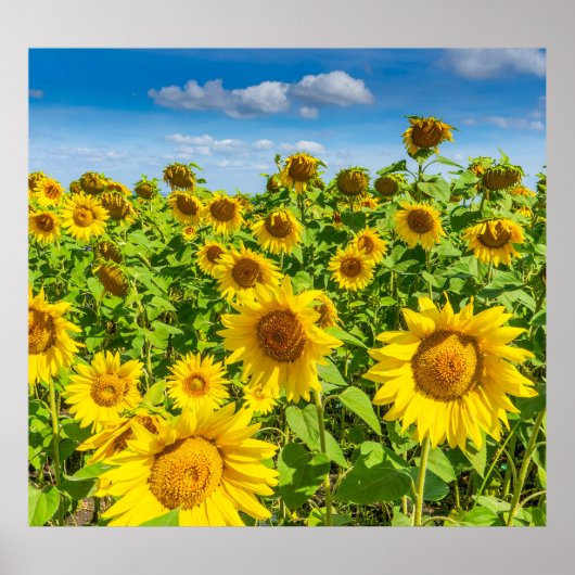 Sonnenblumenfeld, Sommersonntag. Poster (Vorne)