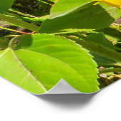 Sonnenblumenfeld, Sommersonntag. Poster (Ecke)