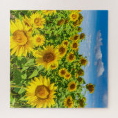 Sonnenblumenfeld, Sommersonntag. Puzzle (Horizontal)