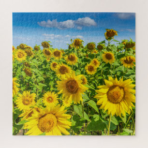 Sonnenblumenfeld, Sommersonntag. Puzzle