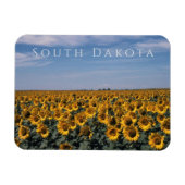 Sonnenblumenfeld, Süddakota Magnet (Horizontal)
