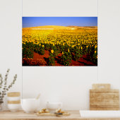 Sonnenblumenfeld, Südspanien Poster (Küche)