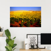 Sonnenblumenfeld, Südspanien Poster (Heimbüro)