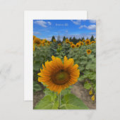 Sonnenblumenfeld und Biene Mitteilungskarte (Vorne/Hinten)