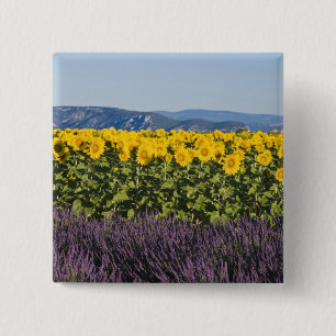 Sonnenblumenfeld und Lavendel-Blume, Button