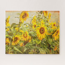 Sonnenblumenfeld Vintag Antike Gelbe Blume