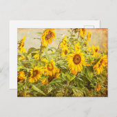 Sonnenblumenfeld Vintag Antike Gelbe Kunst Postkarte (Vorne/Hinten)