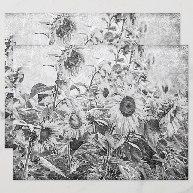 Sonnenblumenfeld Vintag schwarz und weiß (Vorne/Hinten)
