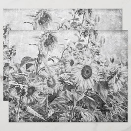 Sonnenblumenfeld Vintag schwarz und weiß