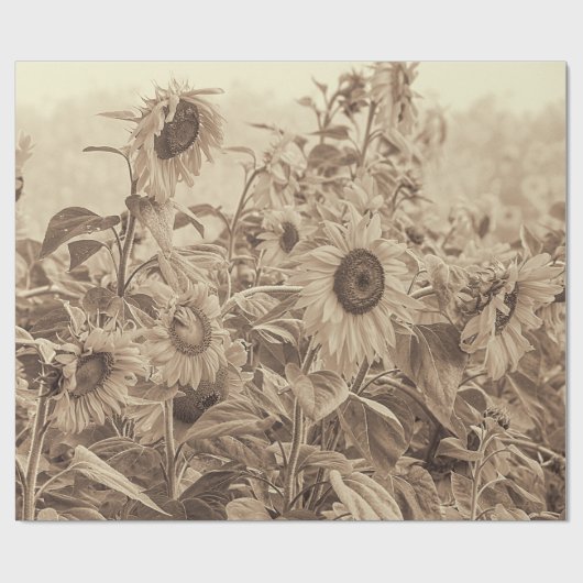 Sonnenblumenfeld Vintag Sepia Tone Decoupage Geschenkpapier (Flach)