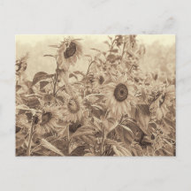 Sonnenblumenfeld Vintag Sepia Tone Kunstvoll wande