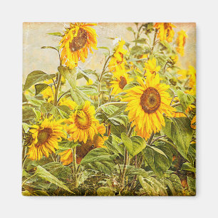 Sonnenblumenfeld Vintage Gelb Rustikale Landhaus Magnet