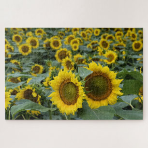 Sonnenblumenfelder - 20 x 30 Zoll Puzzle