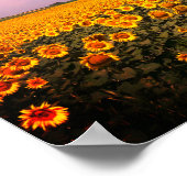 Sonnenblumenfelder, eingefärbtes Poster (Ecke)