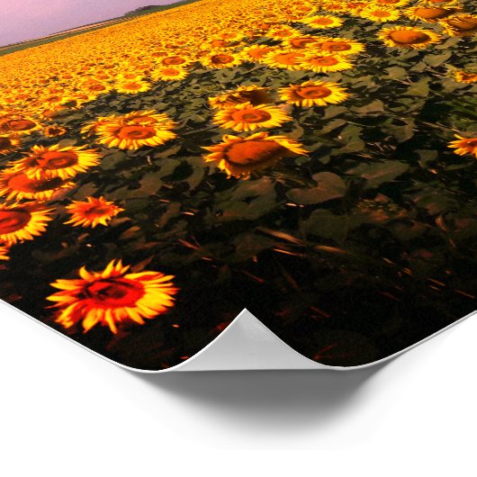 Sonnenblumenfelder, eingefärbtes Poster (Ecke)