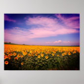 Sonnenblumenfelder, eingefärbtes Poster (Vorne)