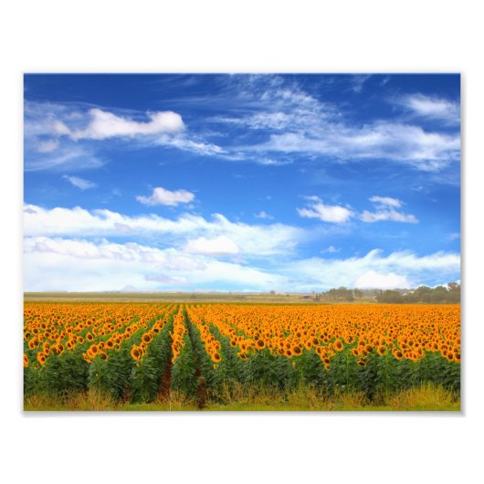 Sonnenblumenfelder - Erweiterung des Fotos Fotodruck (Vorne)