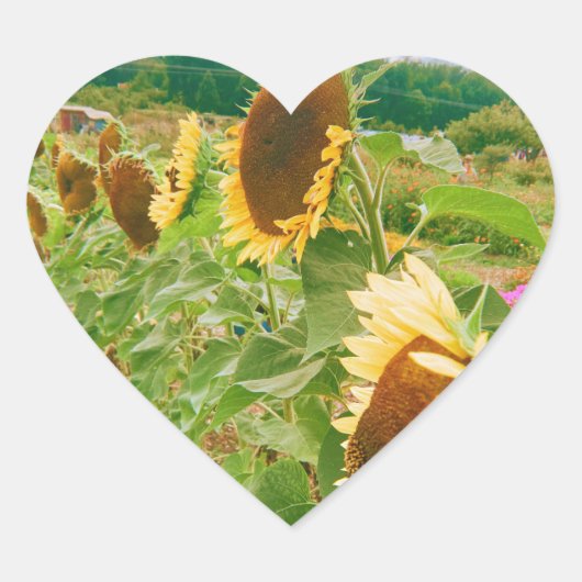 Sonnenblumenfelder Herz-Aufkleber (Vorderseite)
