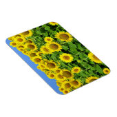 Sonnenblumenfelder Magnet (Rechte Seite)