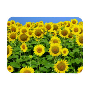 Sonnenblumenfelder Magnet
