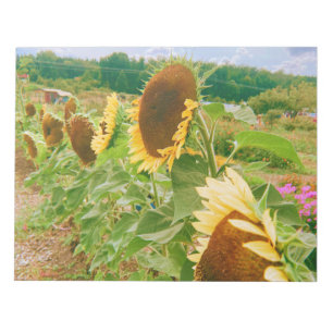 Sonnenblumenfelder Notizblock