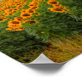 Sonnenblumenfelder - Plakat (Ecke)