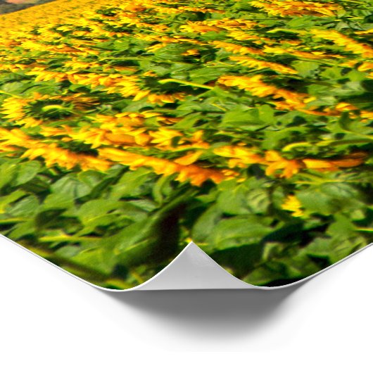 Sonnenblumenfelder Poster (Ecke)